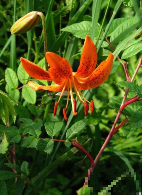 6种你可能没见过的百合,长在野外深山里,很难见到! 6种你可能没见过的百合,长在野外深山里,很难见到!