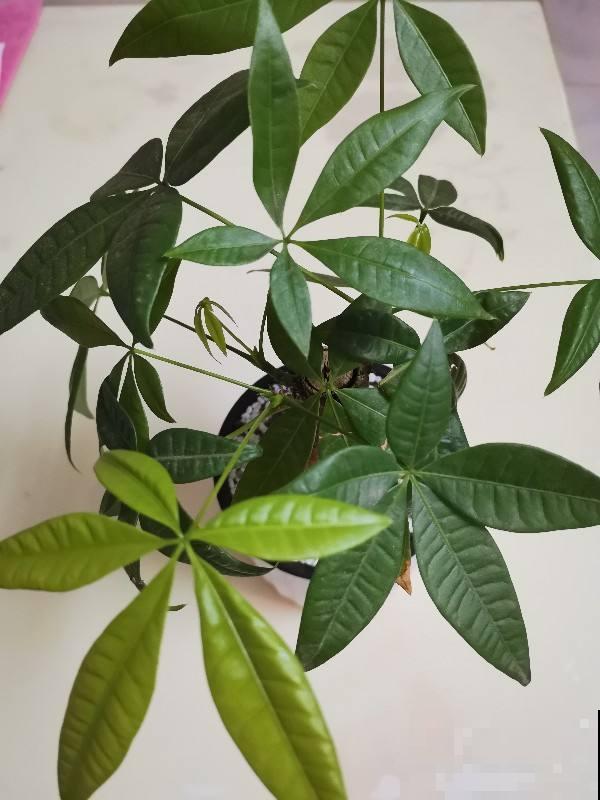 有的花需要穷养，有的花需要富养，选择合适的养花方法，才是关键