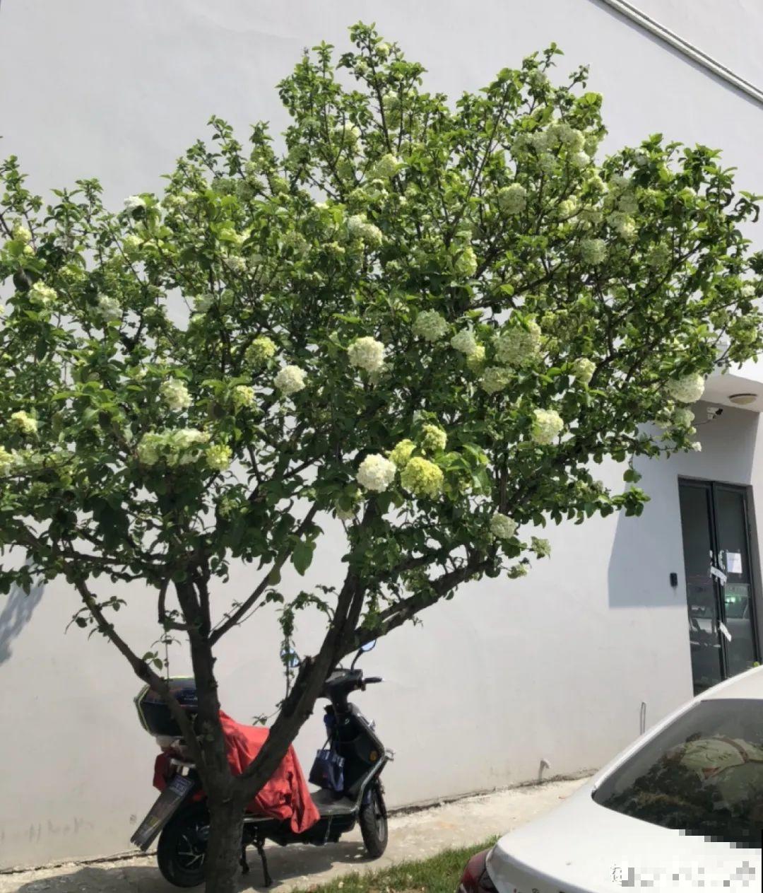 30米高三角梅，千年的紫藤树···5种花越老越值钱