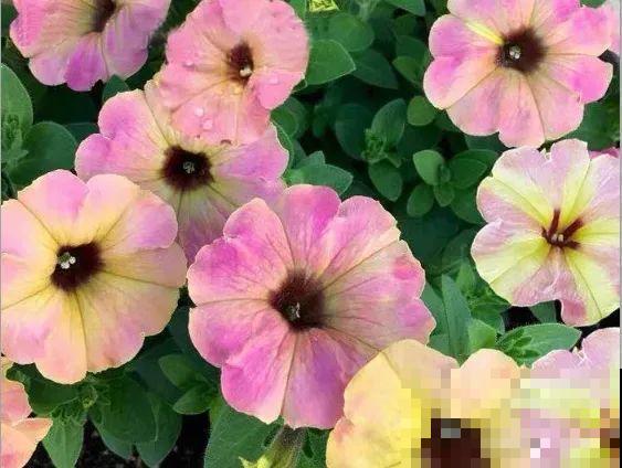 矮牵牛得剪一剪，才能开花多，满盆都是花苞！