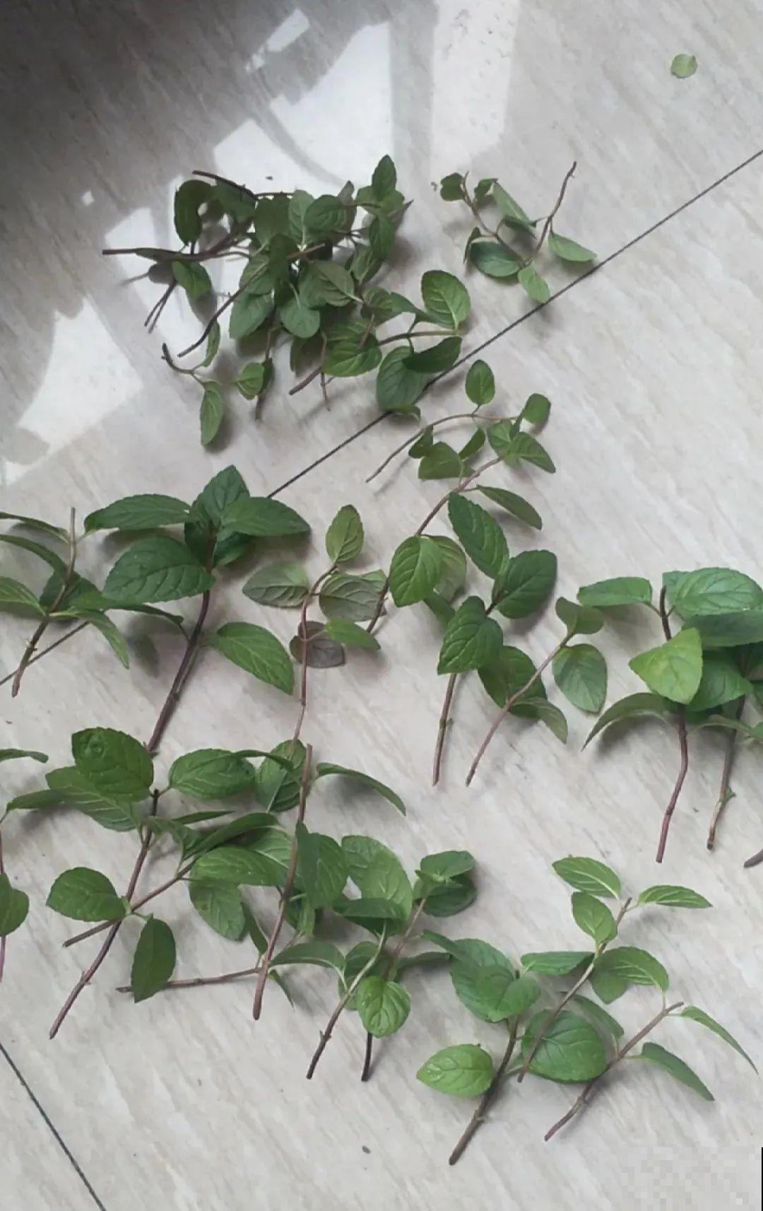 6种花夏天扦插,枝条剁8段、撒土里,3岁小孩都能插活! 6种花夏天扦插,枝条剁8段、撒土里,3岁小孩都能插活!