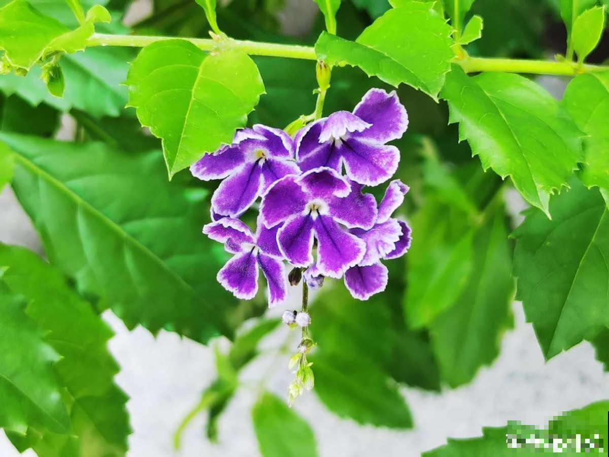 带有巧克力香味的“美人花”,名叫蕾丝金露,皮实好养开花多 带有巧克力香味的“美人花”,名叫蕾丝金露,皮实好养开花多