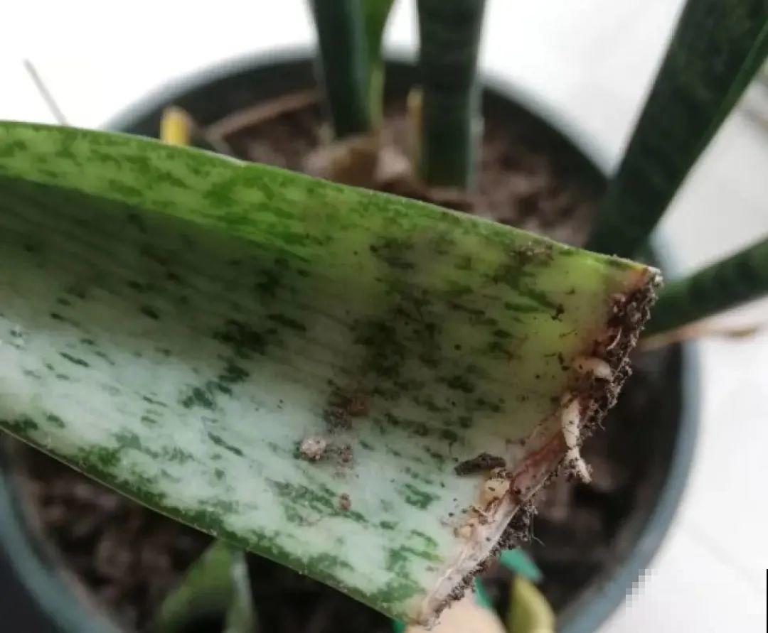 6种花夏天扦插,枝条剁8段、撒土里,3岁小孩都能插活! 6种花夏天扦插,枝条剁8段、撒土里,3岁小孩都能插活!