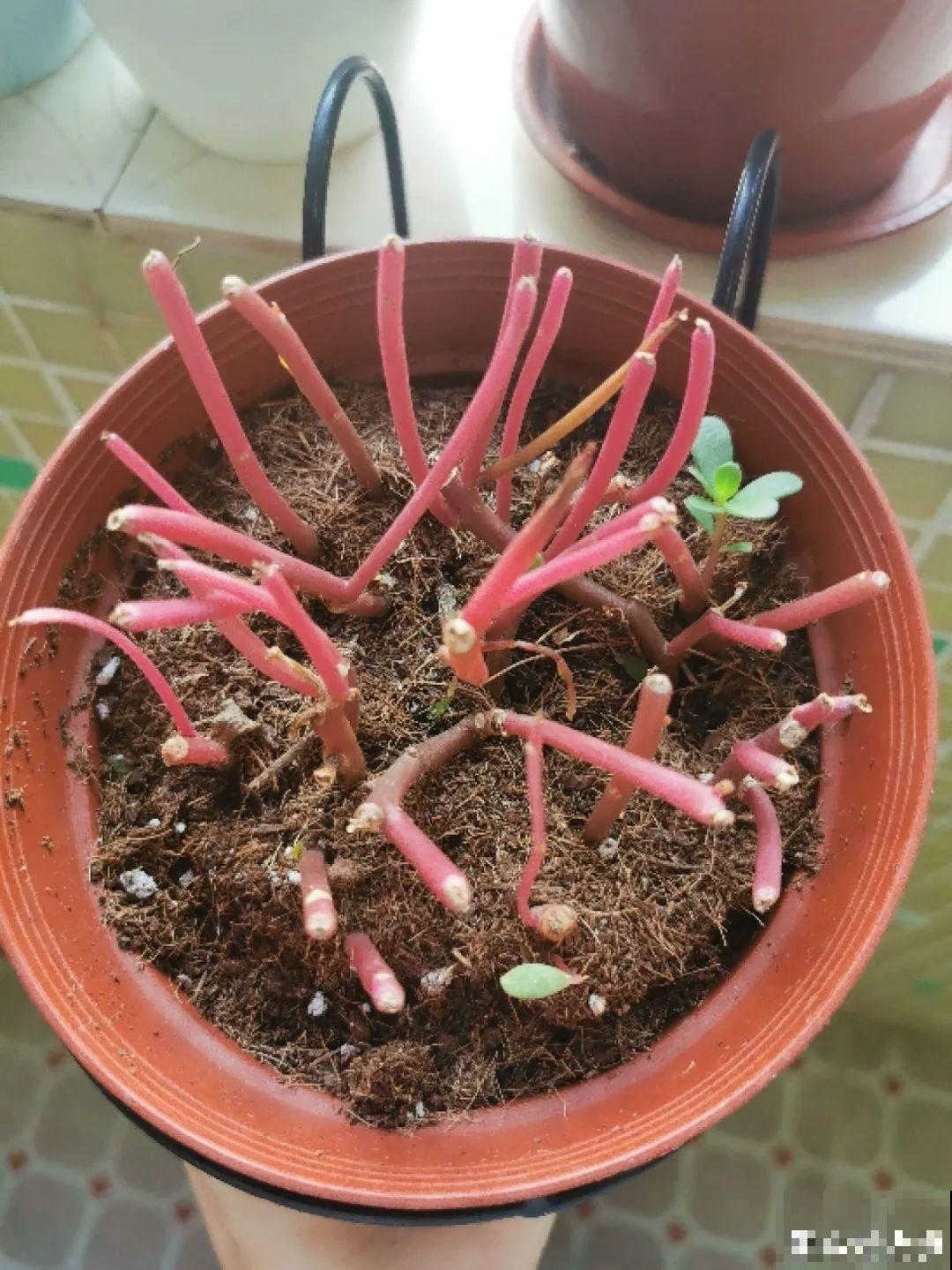 8种花赶紧剃头，剃得越狠，开花越多