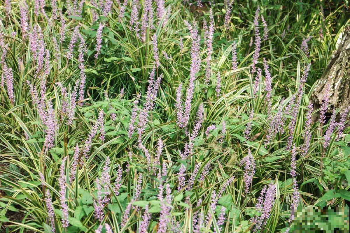 路边常见的野花,叶子像兰花,开粉色小花特可爱 路边常见的野花,叶子像兰花,开粉色小花特可爱