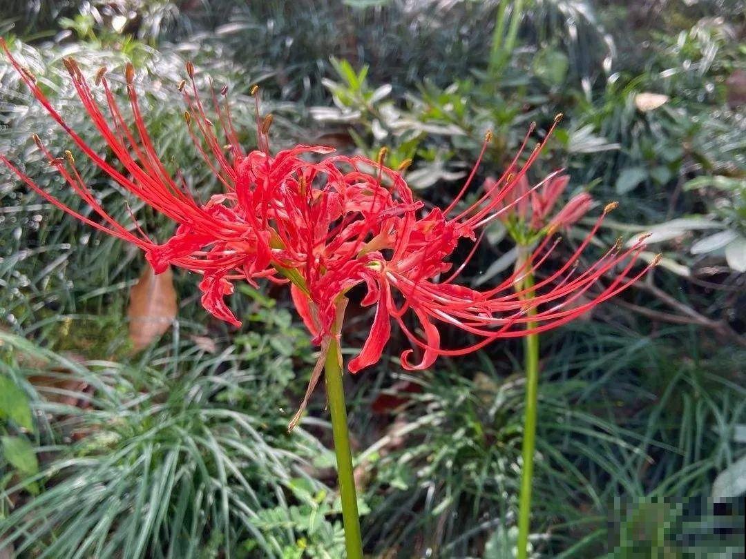 20种有毒花，看见绕道儿走，千万别乱摸