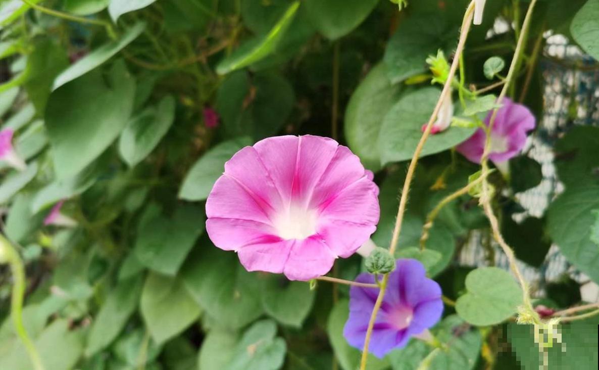花期最短的花,只有5分钟,见过都是幸运! 花期最短的花,只有5分钟,见过都是幸运!