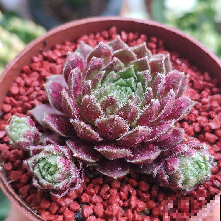 养花当成爱好没事,就是别过“底线”,不然容易惹麻烦 养花当成爱好没事,就是别过“底线”,不然容易惹麻烦