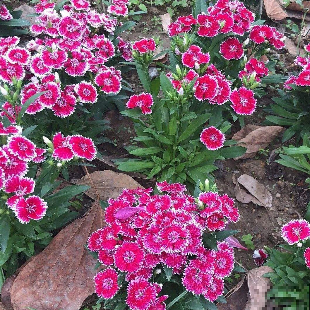 家里养盆“省心”花,自己开花自己结种,不用再买花种了 家里养盆“省心”花,自己开花自己结种,不用再买花种了