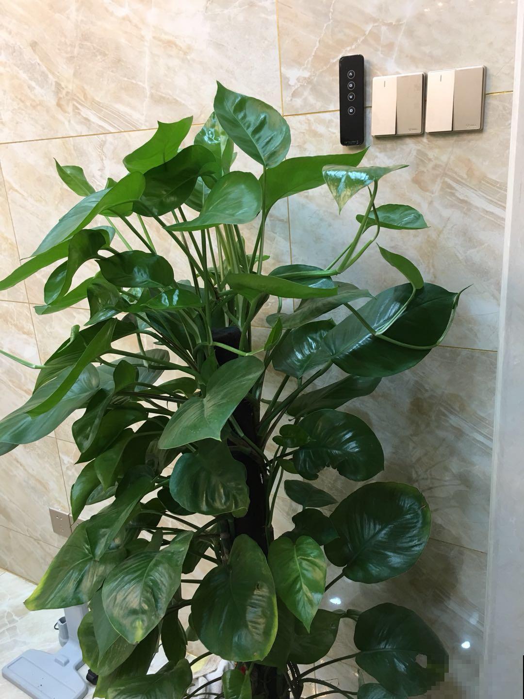 养在家里的大型绿植,盆盆都能长到一米二,气质优雅独特 养在家里的大型绿植,盆盆都能长到一米二,气质优雅独特