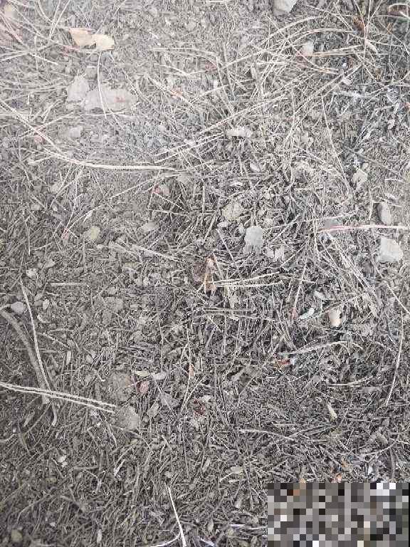 养了满院子的花，一问有什么诀窍，原来都是靠捡！