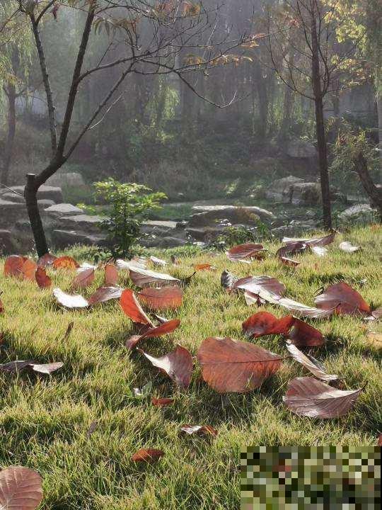 修剪后的枯叶子别丢，还能继续养花，花吃了长得壮
