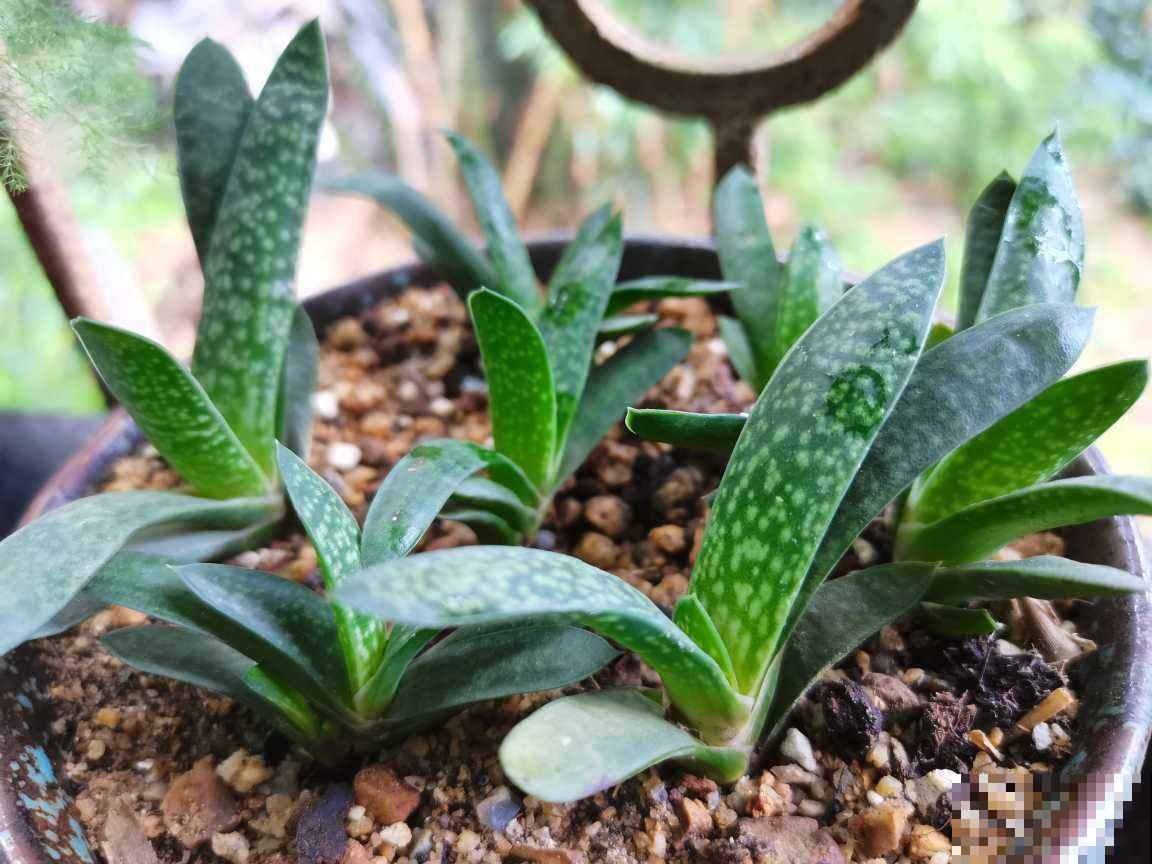 夏天养花杀虫大法，简单易上手，从此花虫去无踪！