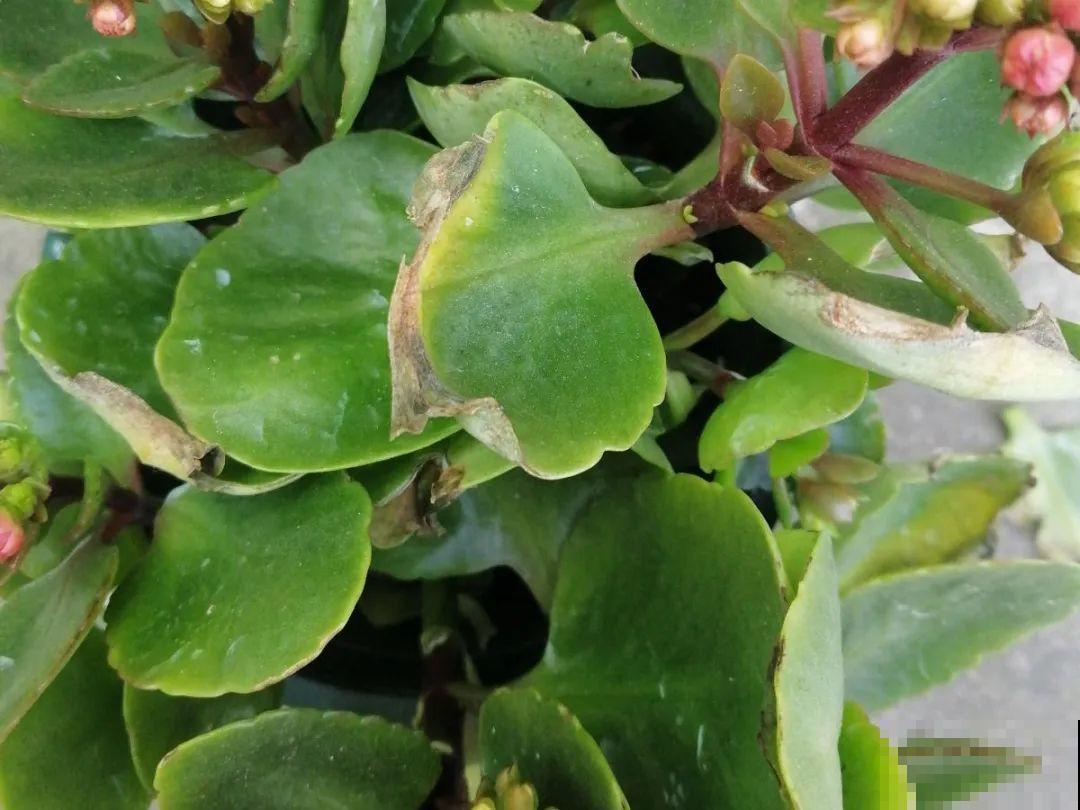 10种花夏天要休眠,必须控制浇水,不然全都浇死了 10种花夏天要休眠,必须控制浇水,不然全都浇死了