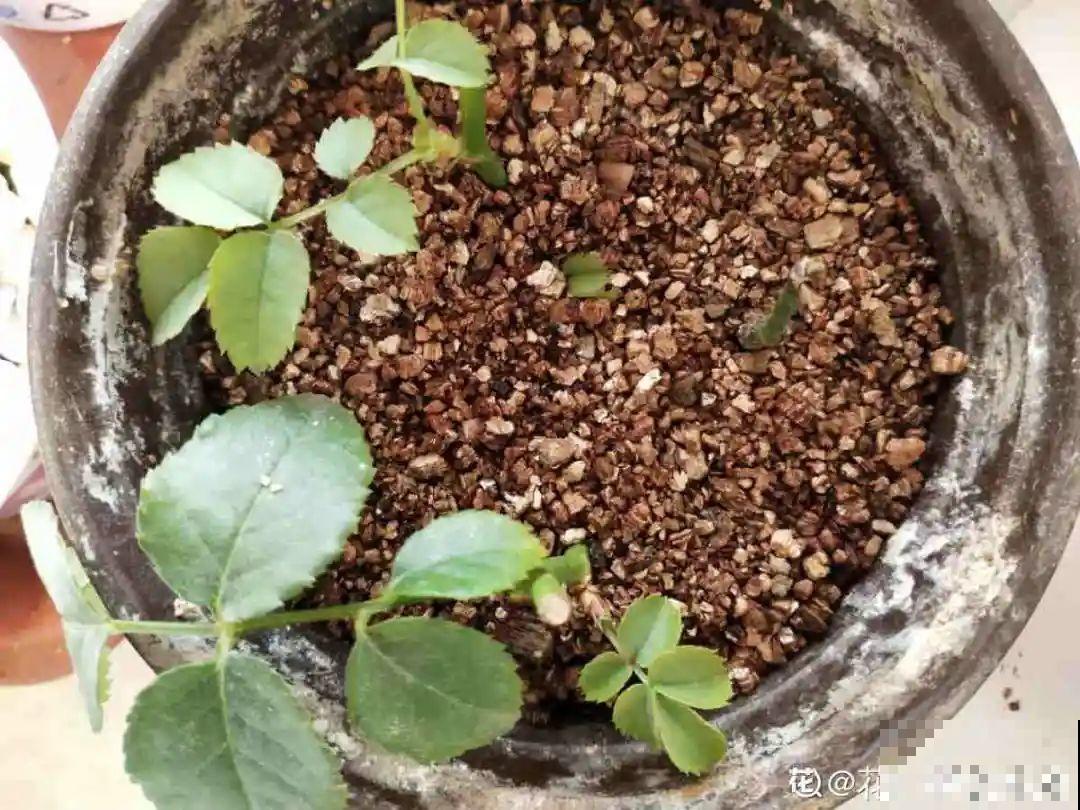 11种常见花，现在扦插，成活率特高