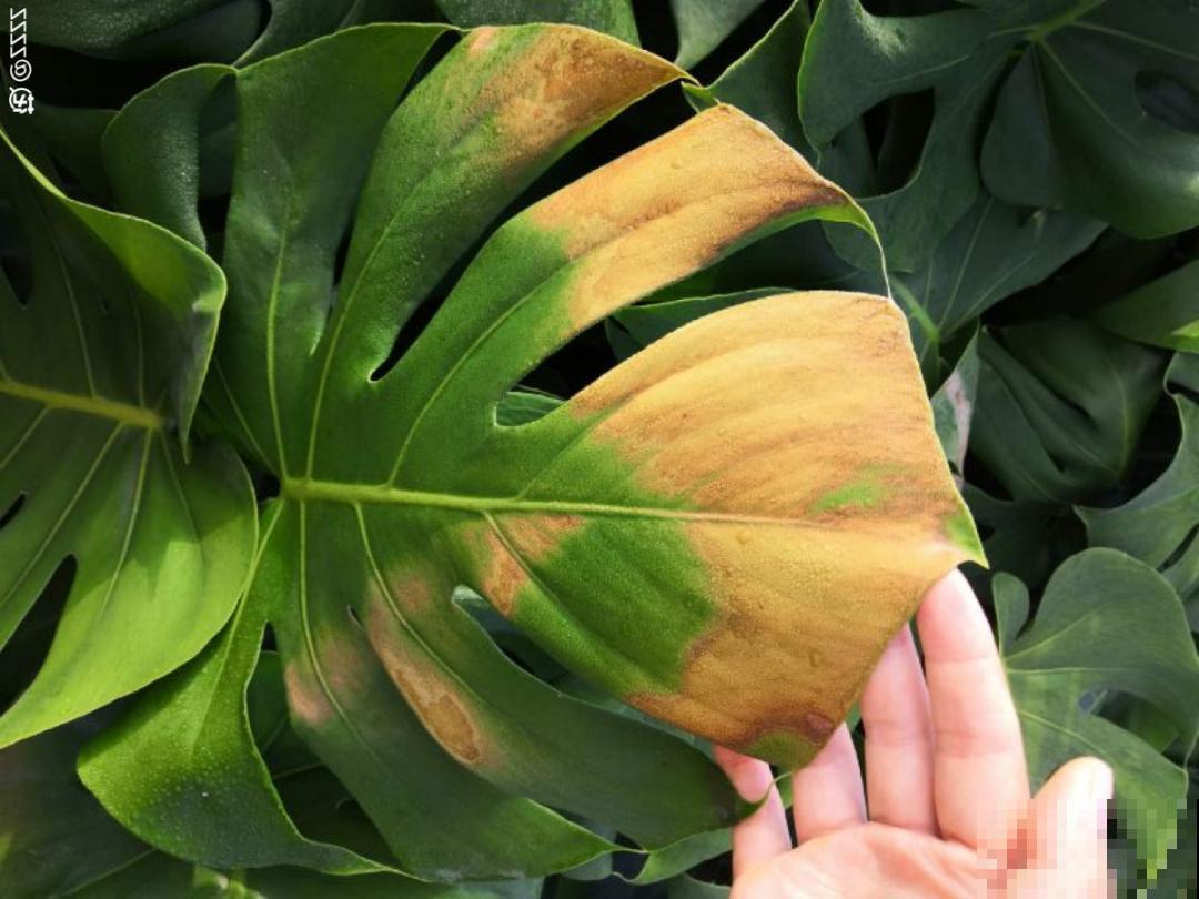 最怕晒的10种花,赶快搬进屋,否则会死掉 最怕晒的10种花,赶快搬进屋,否则会死掉