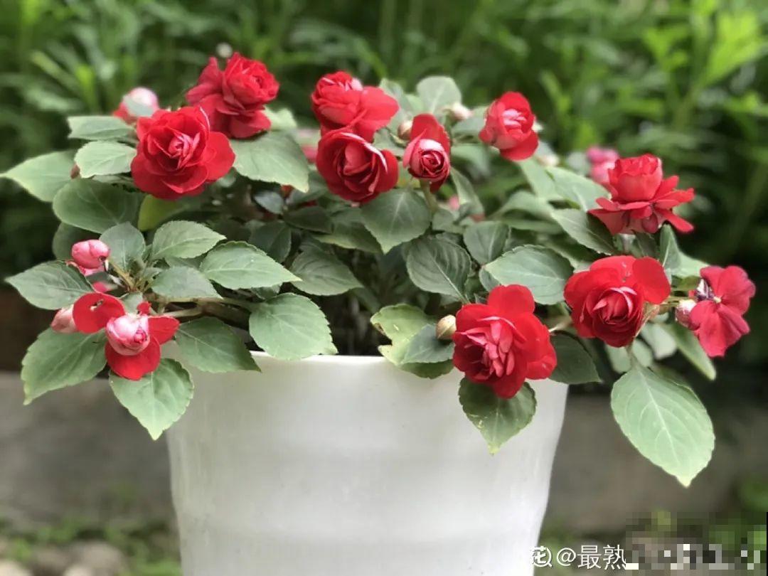 大岩桐特耐阴，每天一两个小时光照，一年开花上百天