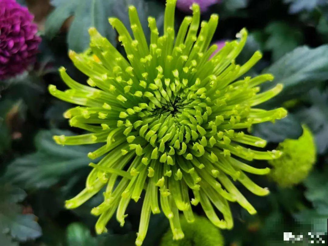 春天养盆绿色花,看着清爽干净,今年一定要养一盆 春天养盆绿色花,看着清爽干净,今年一定要养一盆