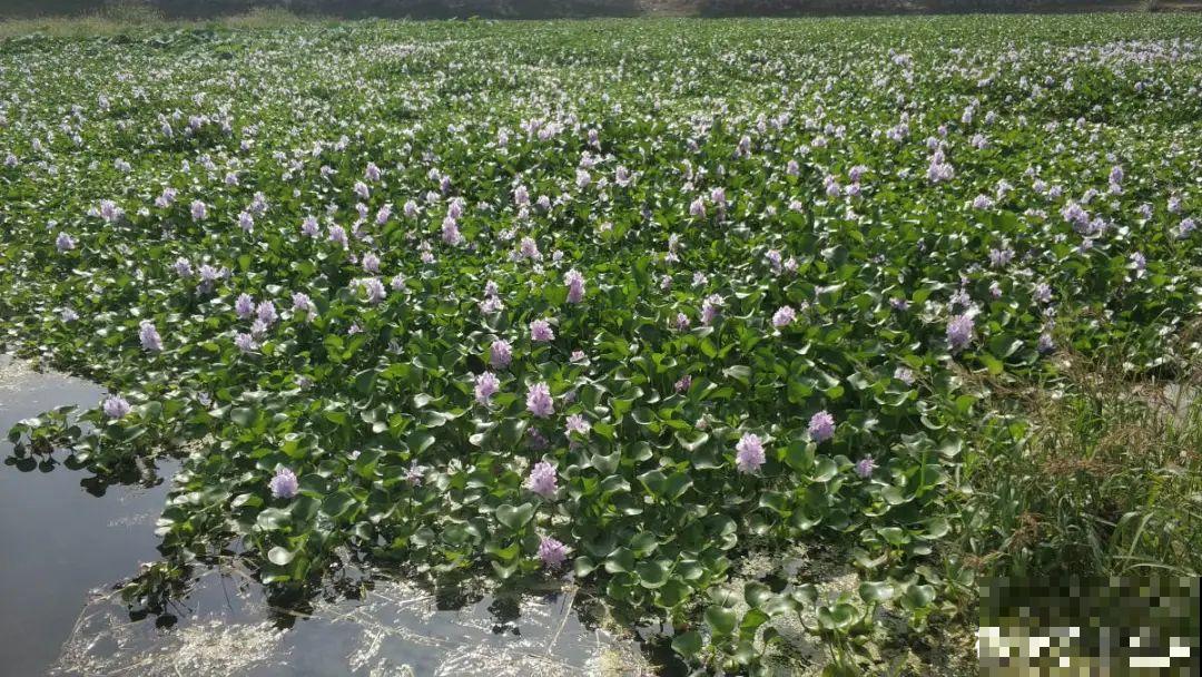 院子长出9种草，看到就铲除，留着就是大祸害