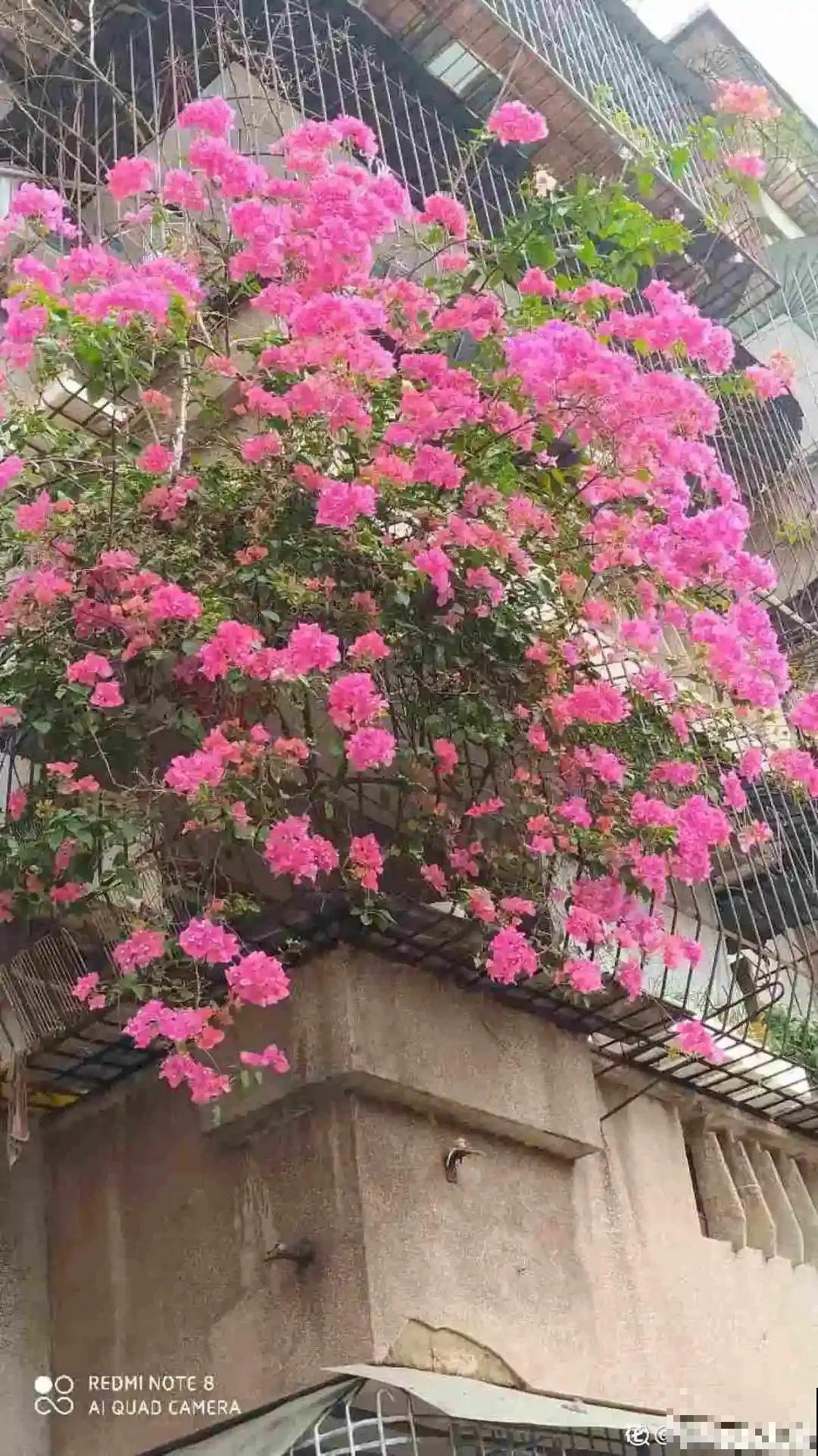 9层楼高的三角梅，足足养了28年，不得不服！