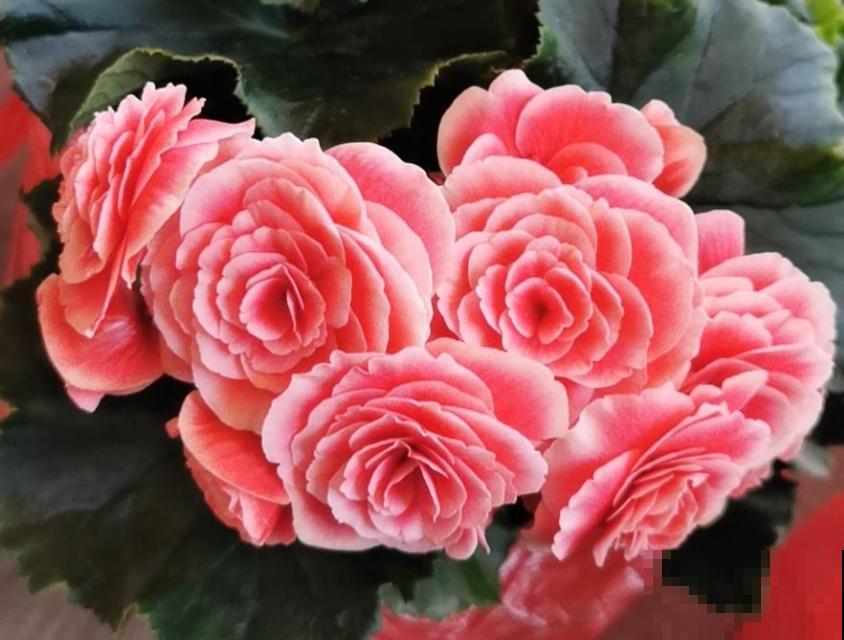 3种花不适合夏天买，只要一黑腐，很快死翘翘