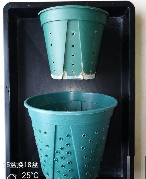 蝴蝶兰现在还不换盆，水苔容易发霉 ，越长越差劲