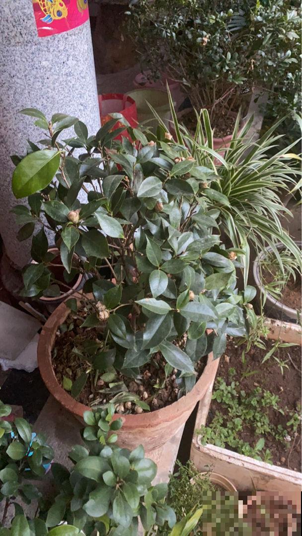 修剪后的枯叶子别丢，还能继续养花，花吃了长得壮