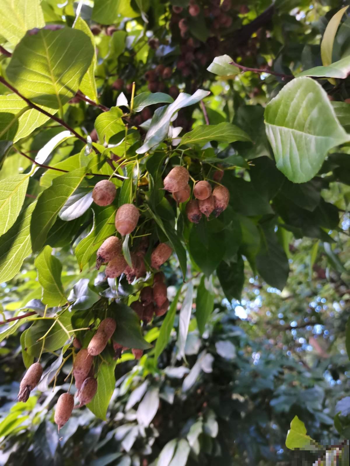 中国独有的树，开花满树白雪，结果像个“小秤锤”，见过的人太少