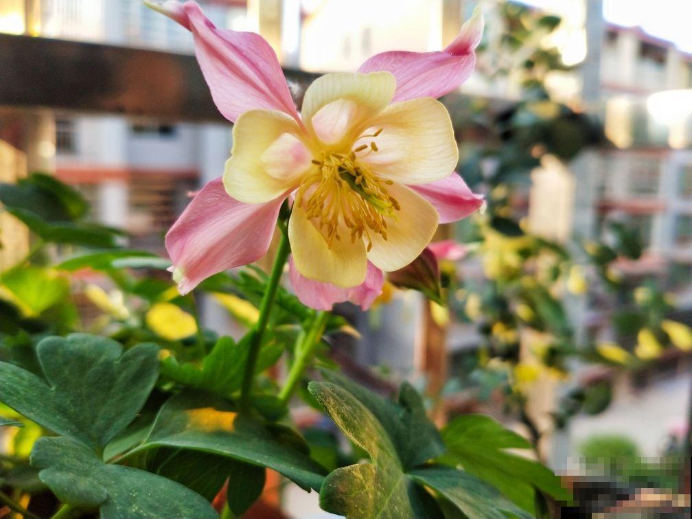 院子里撒一把种子,只需种一年,以后年年开花 院子里撒一把种子,只需种一年,以后年年开花