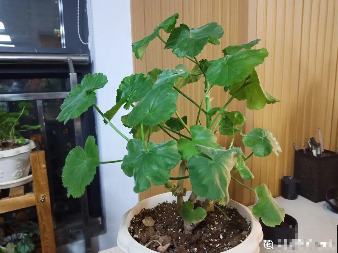 10种花夏天要休眠,必须控制浇水,不然全都浇死了 10种花夏天要休眠,必须控制浇水,不然全都浇死了