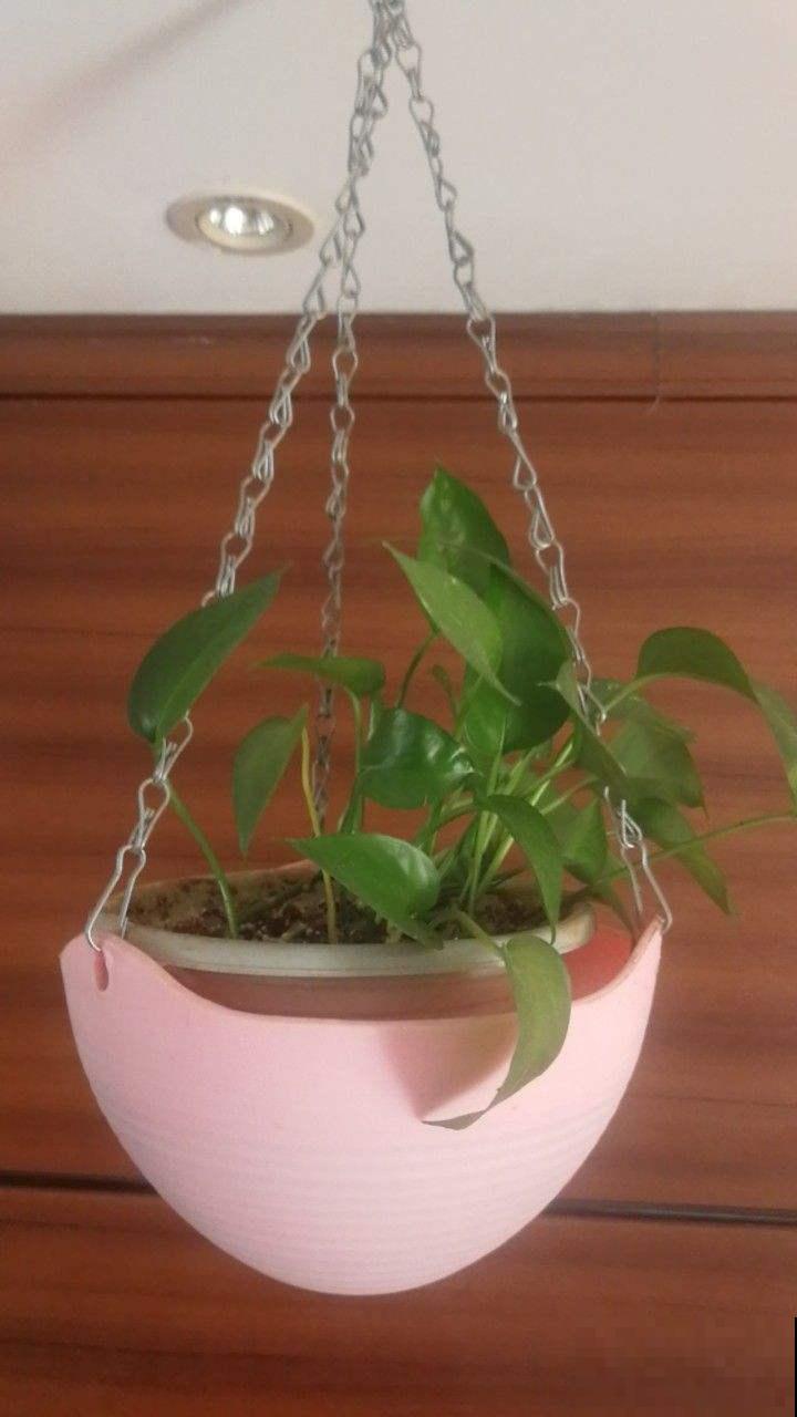 厕所养盆“杀菌花”,净化空气效果好,空气还清新 厕所养盆“杀菌花”,净化空气效果好,空气还清新