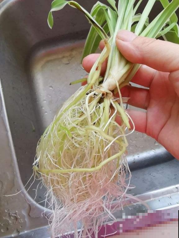 养花首先要养根，根系长得好，植物才长得更壮