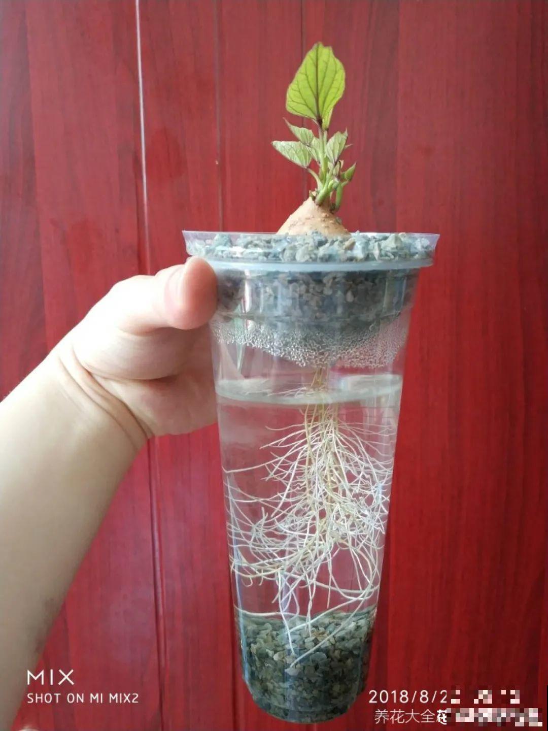 玉米棒子插水里，比绿植长得快，长成清新小盆栽