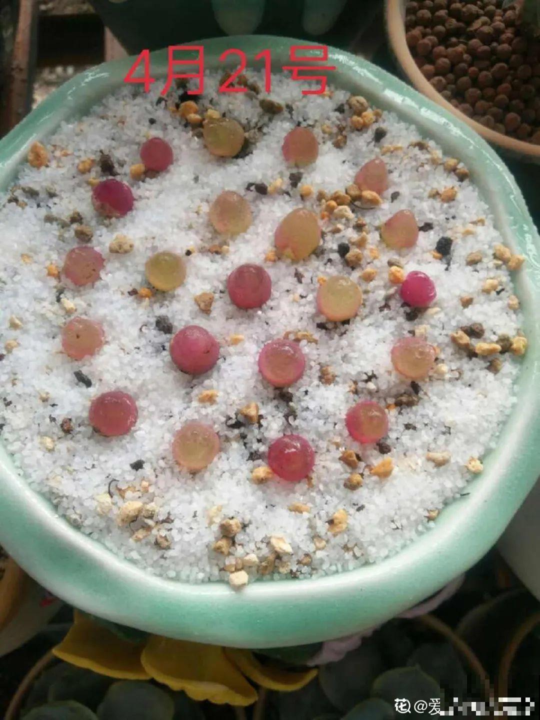 养多肉的人里，有一群“屁股花”爱好者，养的多肉超可爱