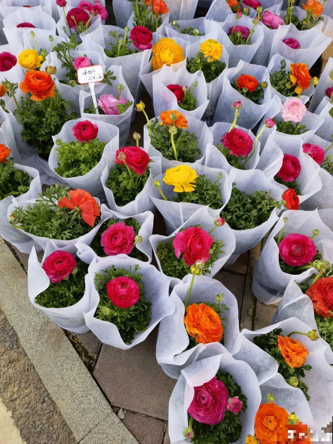 花市里买花,巧认识“激素苗”,买花不上当 花市里买花,巧认识“激素苗”,买花不上当