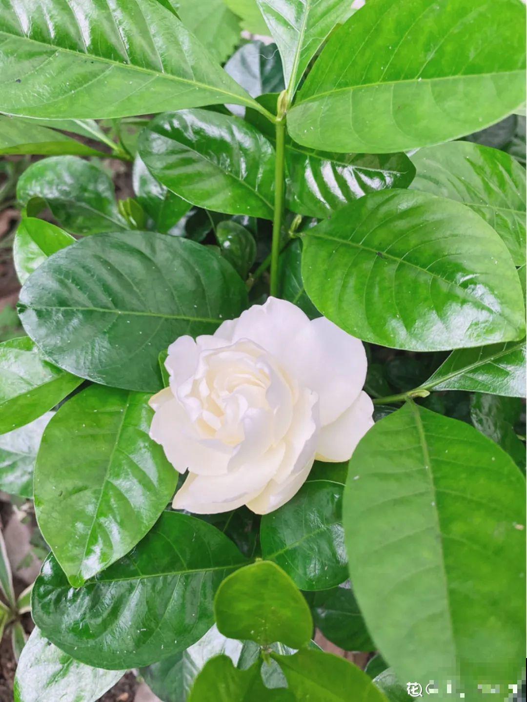 栀子花是个老酒鬼，给它喝点酒，叶子油亮开花更香