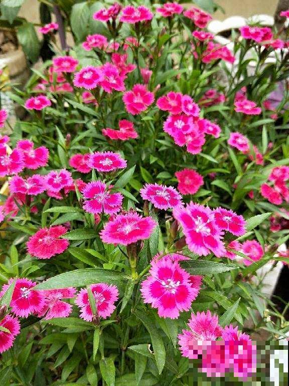 耐热耐旱的石竹花，春天开得正旺盛，现在养很合适