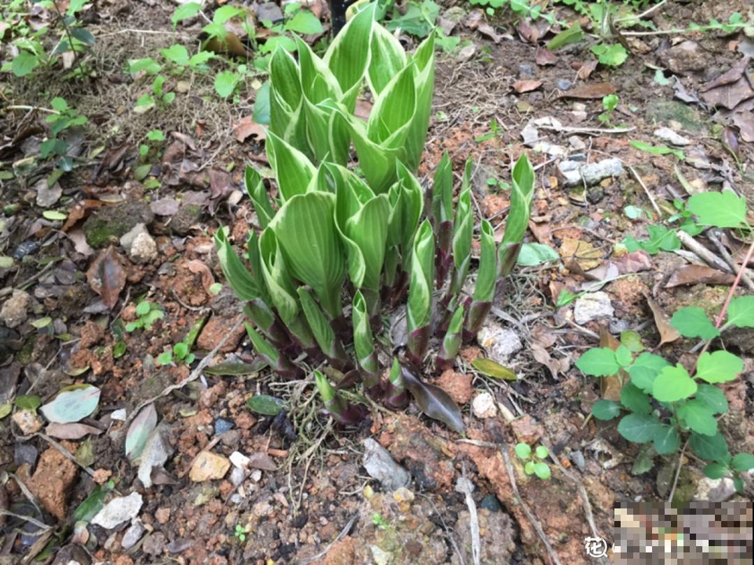 28种耐阴花，没光也能开爆盆，养在家里超有范儿