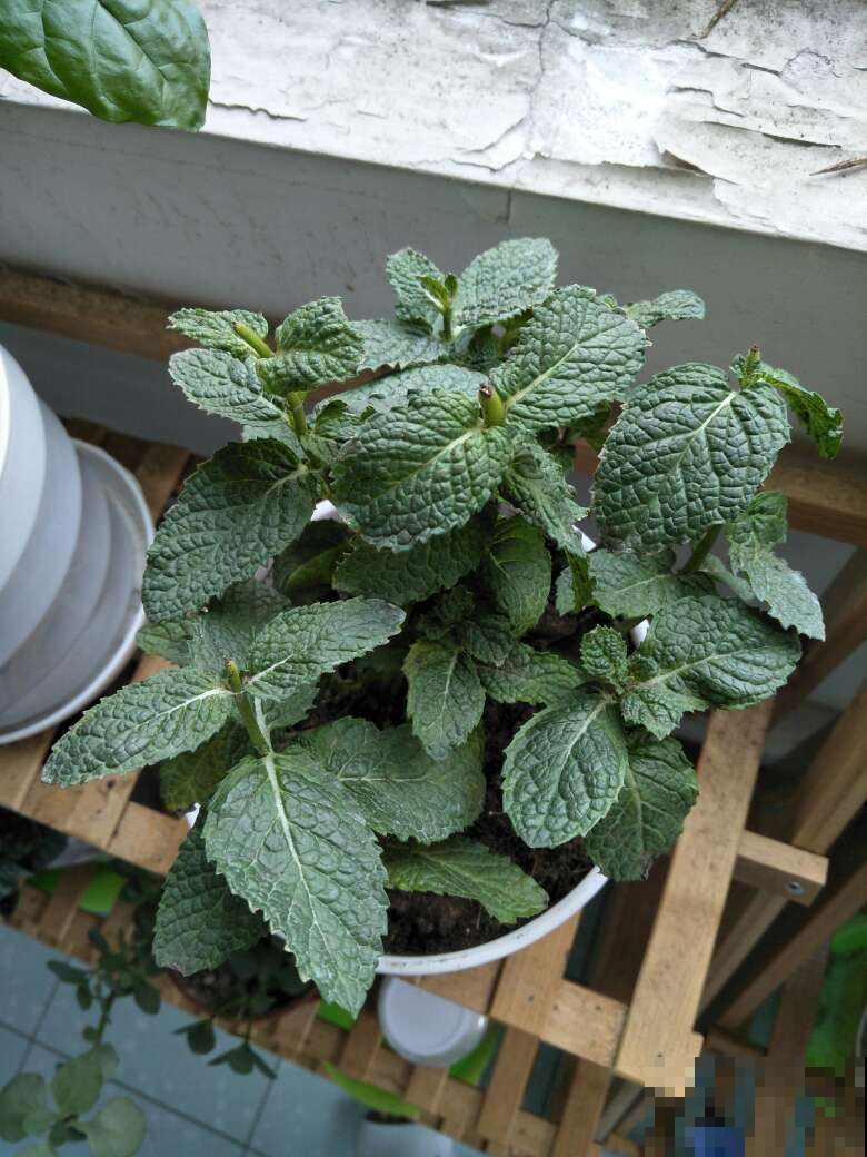 薄荷不用买，扦插就能活，很快又能长一盆！