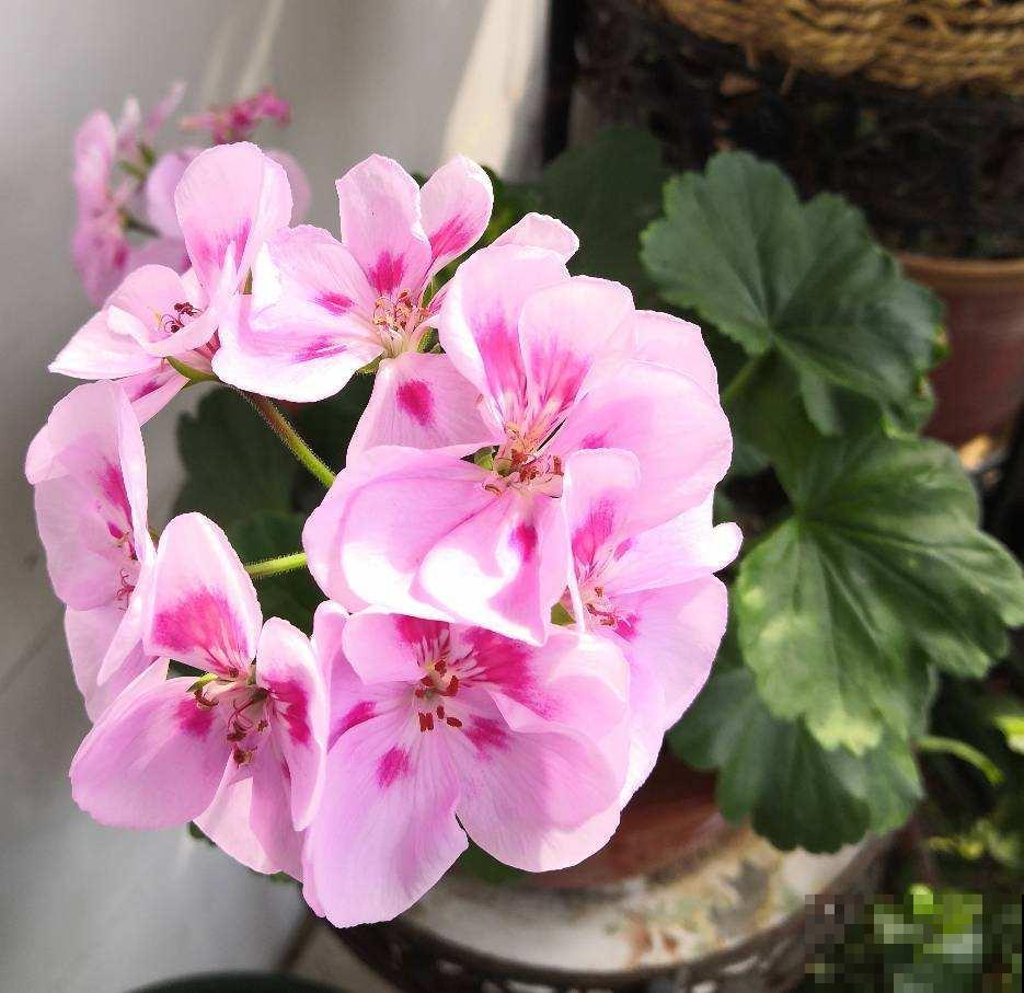 80种常见花卉，读过后，花名难不倒你