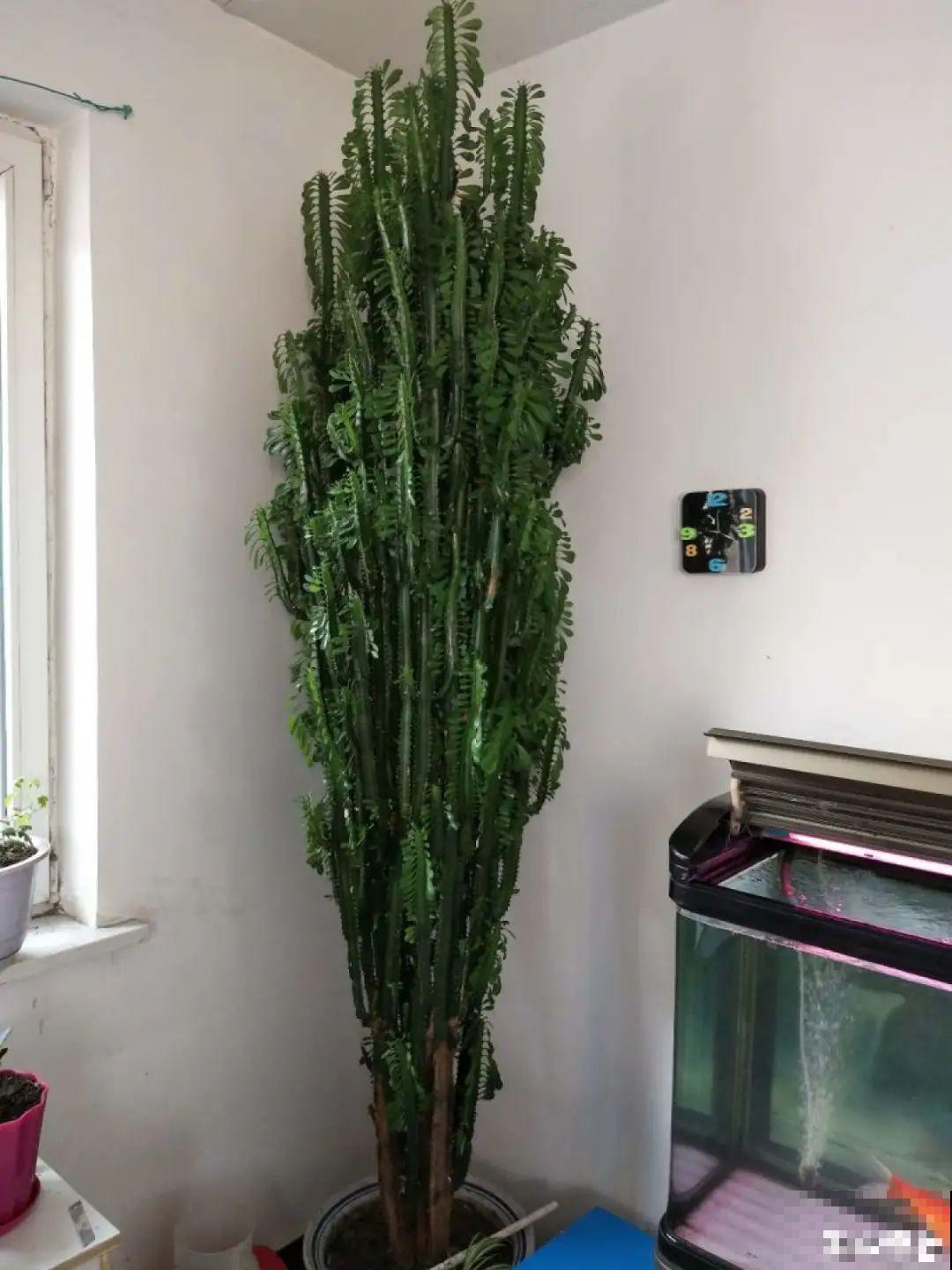 家里养盆镇宅花，越长越霸气，安全感十足