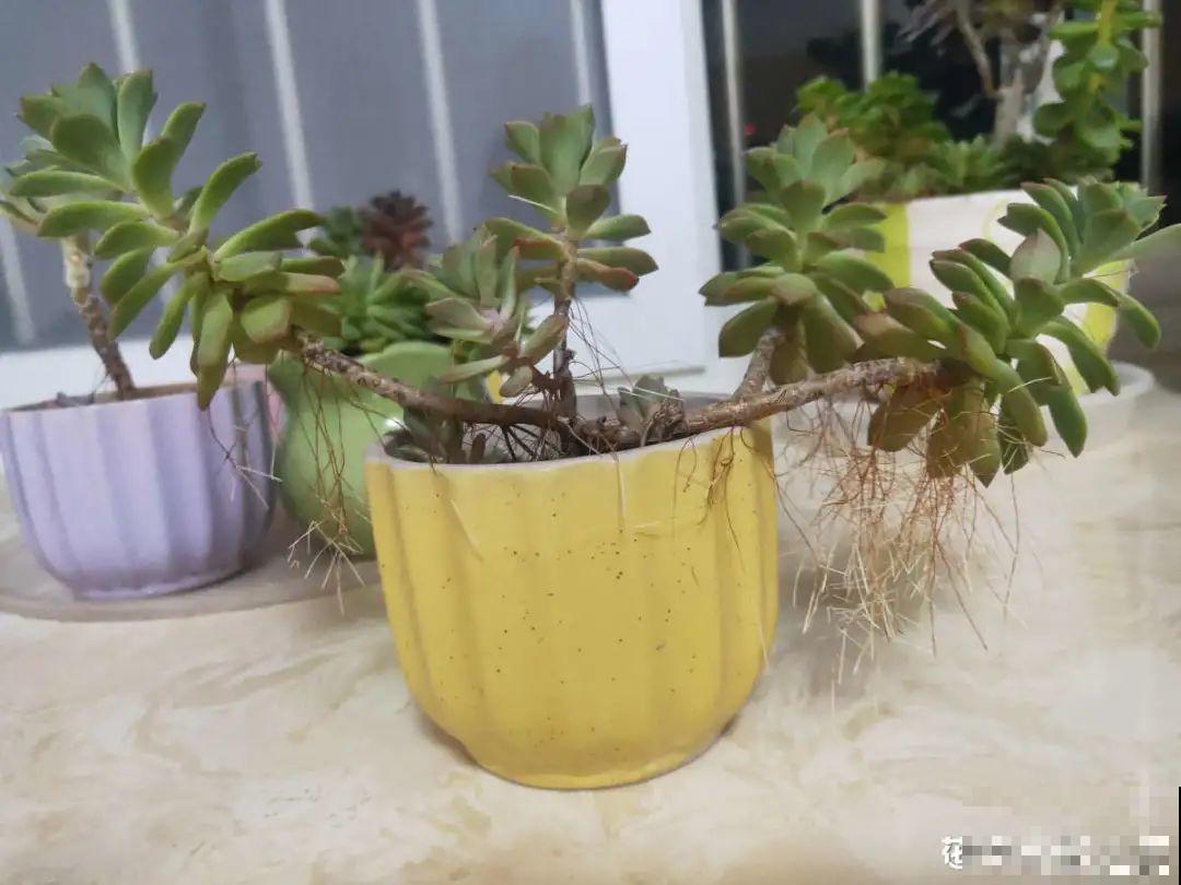 多肉长满白毛须，是个危险信号，要及时处理