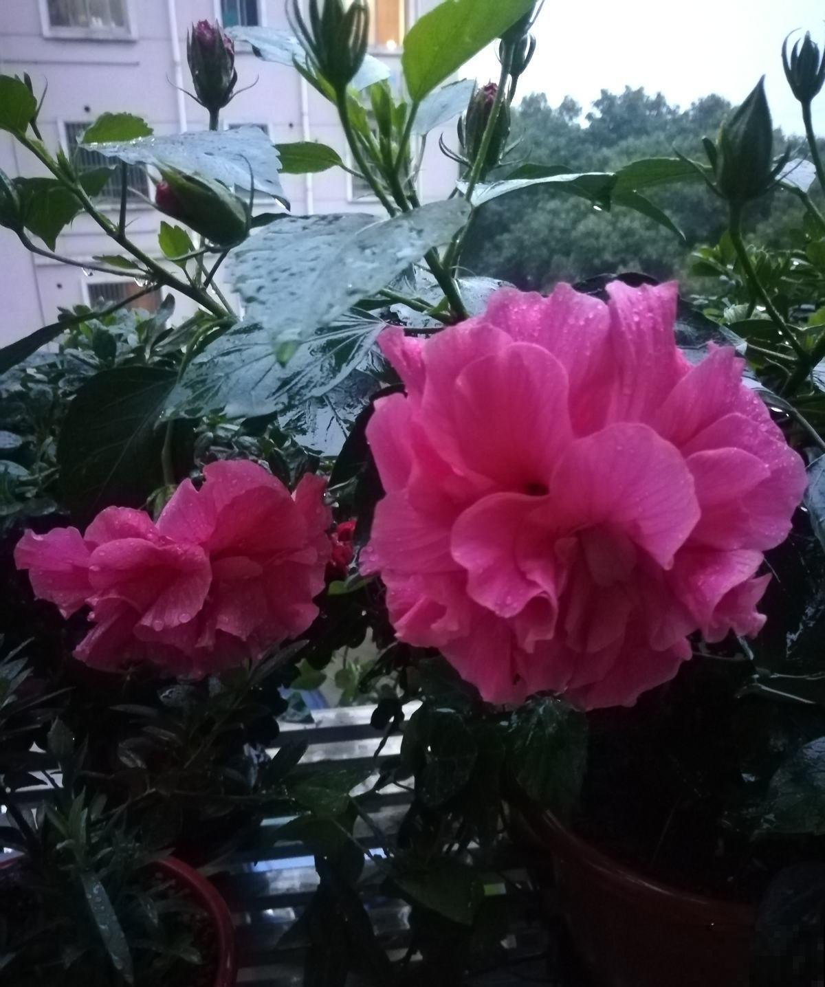 在家里想每天看花,养这5种,花期长,一年四季只顾着开花! 在家里想每天看花,养这5种,花期长,一年四季只顾着开花!