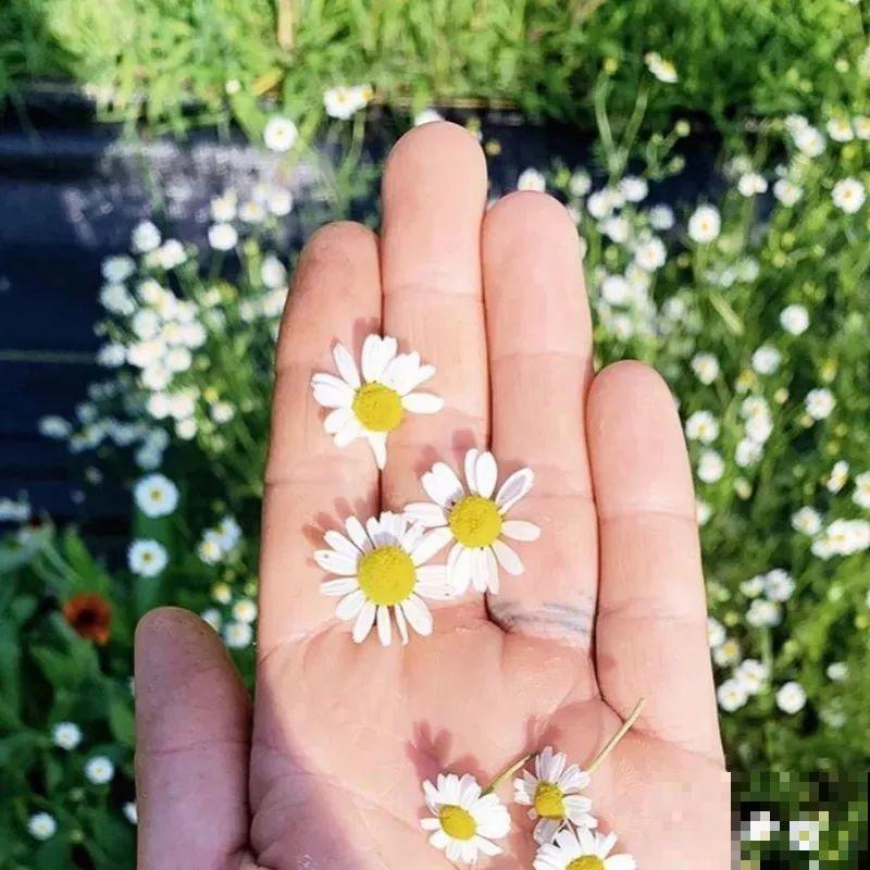 带有苹果香气的菊花，样子十分小清新，摘下来还能泡茶