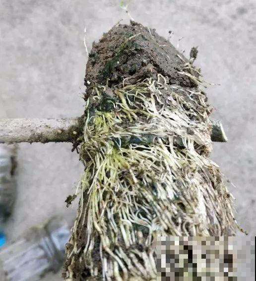 春天的大粗杆子，直接插土里，很快就生根