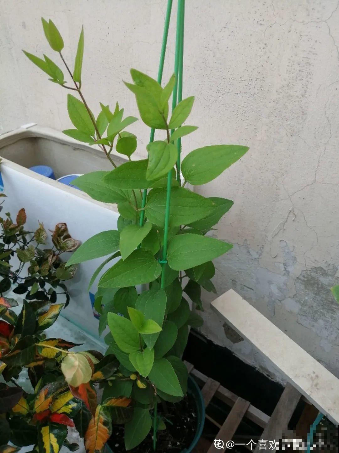 8种花开始慢慢睡醒了， 现在长得正旺，多浇水施肥， 开花更多！