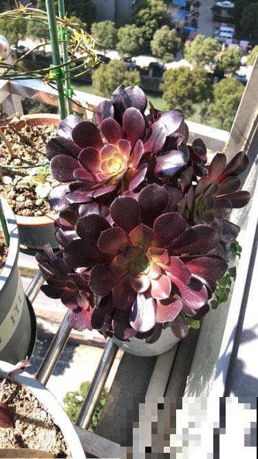 能长成“小树”的多肉，养得越久长得越壮，老桩看着真喜人