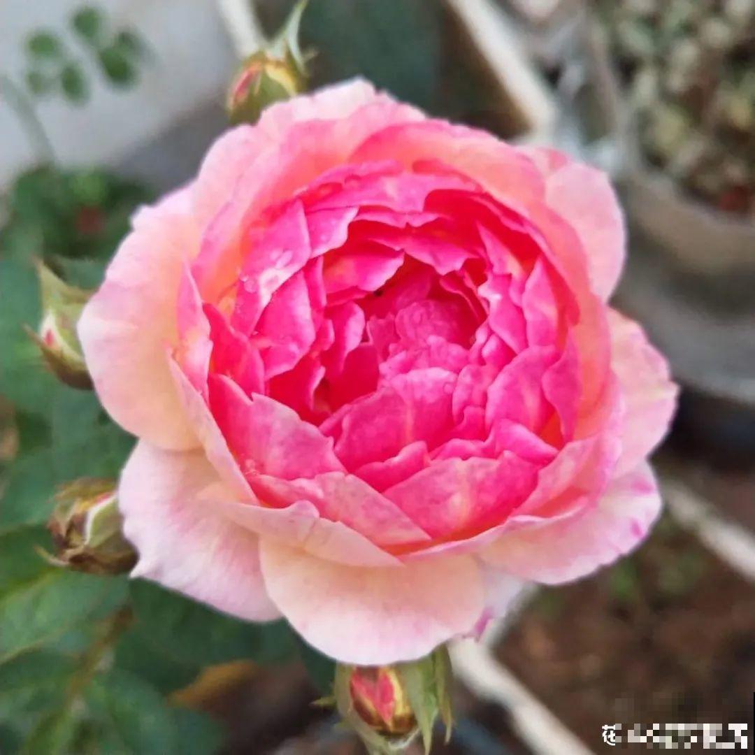 50种月季，各有各的美，哪一种是你的“菜”？