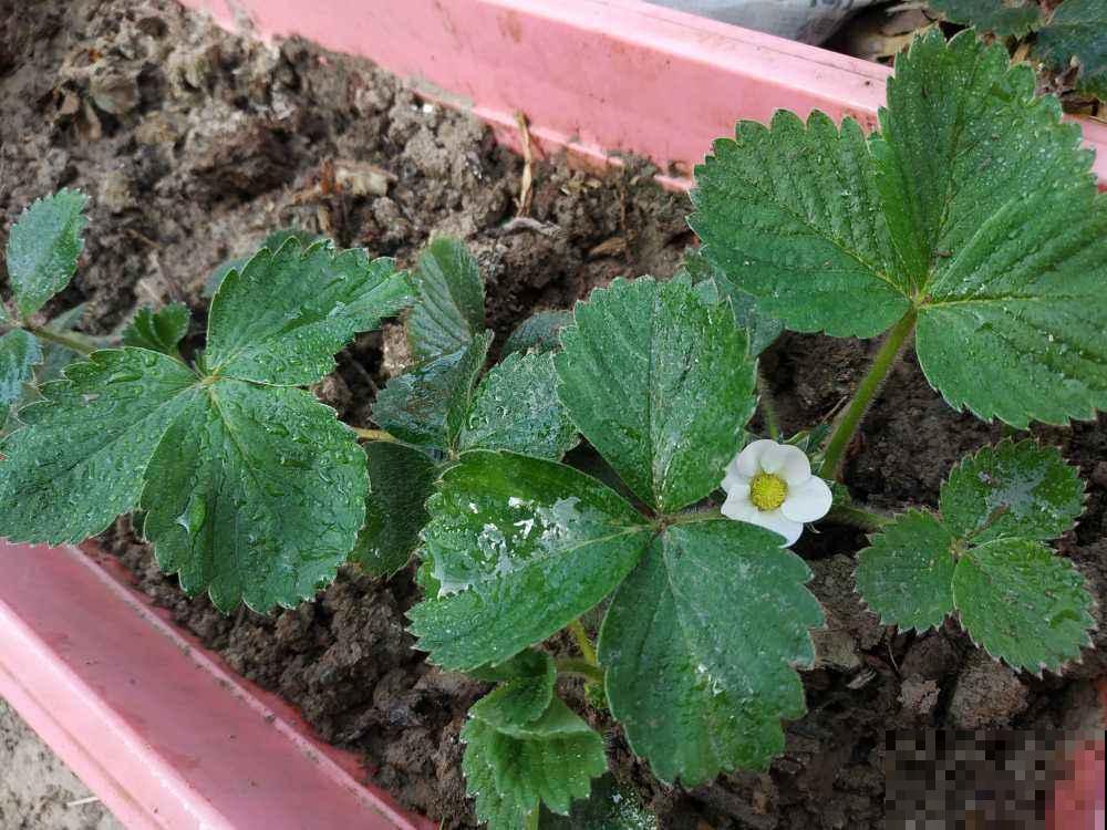 草莓这么养,从播种到结果,包你吃得停不下来! 草莓这么养,从播种到结果,包你吃得停不下来!