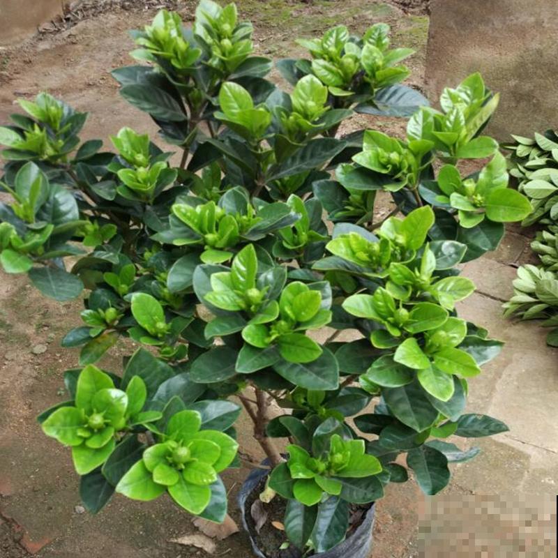 4种花是大水缸，一天不浇水，马上蔫给你看